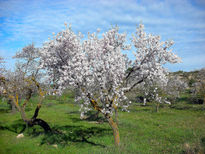 Ànimaarbre2-almaárbol2