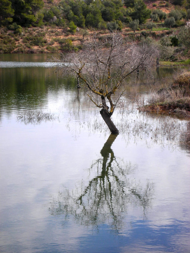 reflex