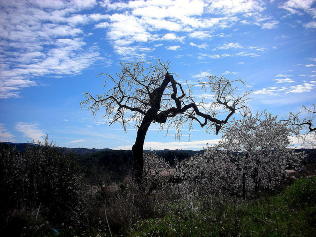 Braços al cel - Brazos al cielo 