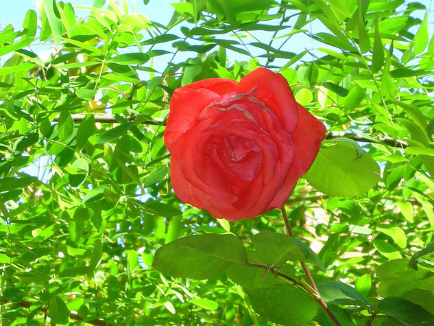 Rosa 