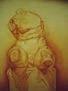 torso de belvedere