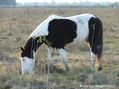 TOBIANO NEGRO