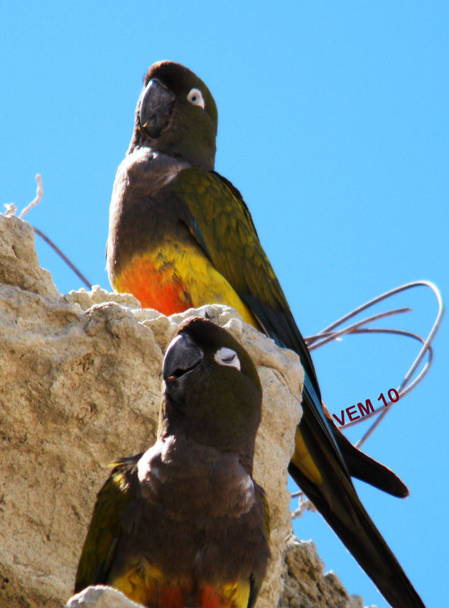 LOROS POR DOQUIER