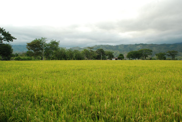 Paisaje 