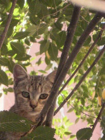 Toño y el árbol...