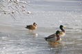 Patos en El Retiro de Madríd