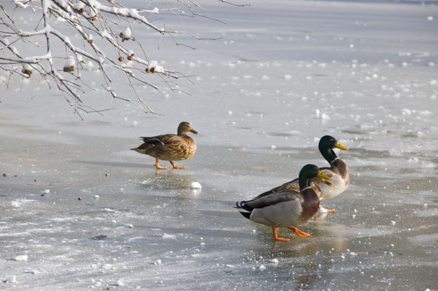 Patos en El Retiro de Madríd 