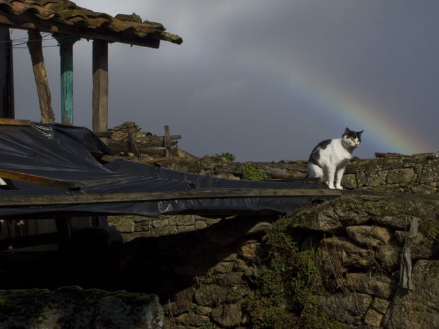 Gato al sol mañanero 