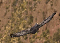 Con las alas al viento