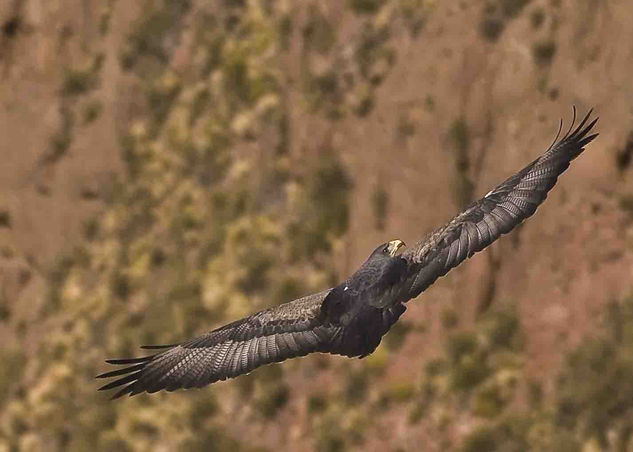 Con las alas al viento 