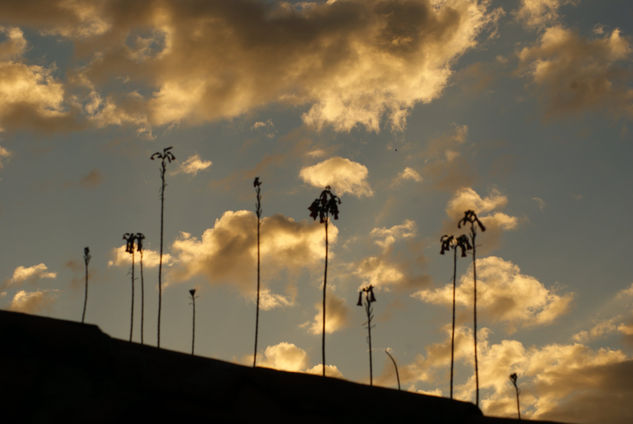 nubes de oro 