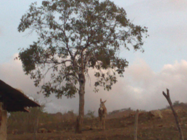 EL BURRO EN EL ÁRBOL