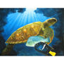 Tortuga marina verde con peces