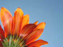 Naranja en Flor