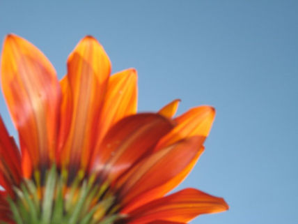 Naranja en Flor