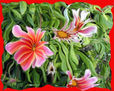NATURALEZA