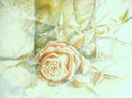 rosa marchitandose