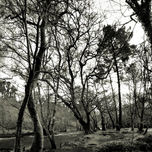 ÁRBOLES thumbnail 2