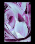 Mi jardin magico_3