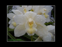 Orquidea