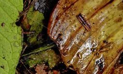 MACRO del Henri Pittier