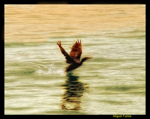 Cormorán Naturaleza Color (Digital)