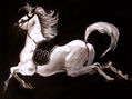 CABALLO