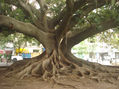 ARBOL HISTORICO