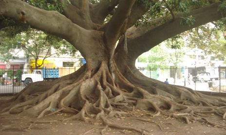 ARBOLES