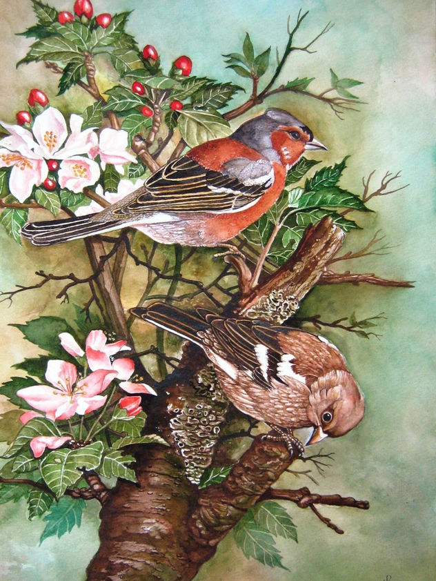 Aves Canoras de mi Tierra