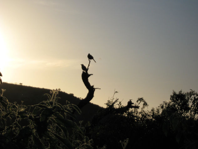 Contenplando el atardecer 