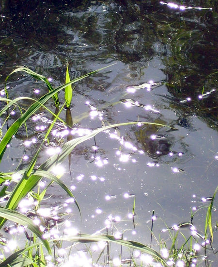 FUENTE DE  LUZ Naturaleza Color (Digital)