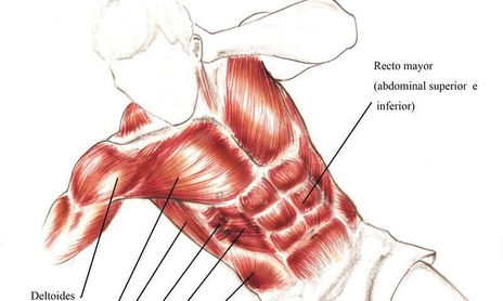 Anatomía