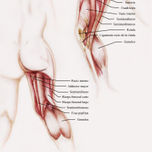 Anatomía thumbnail 2