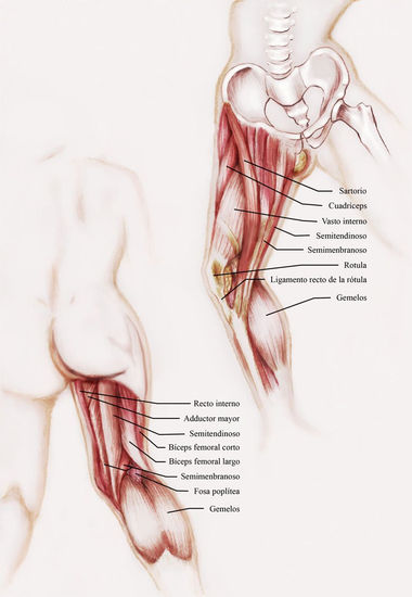 Anatomía Charcoal