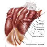 Anatomía thumbnail 1