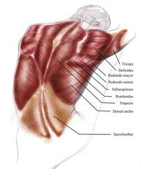 Anatomía 3