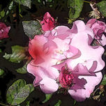 Fotografías con Flores thumbnail 1