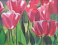 Tulipanes