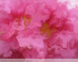 FLORES  DE ALMENDROS