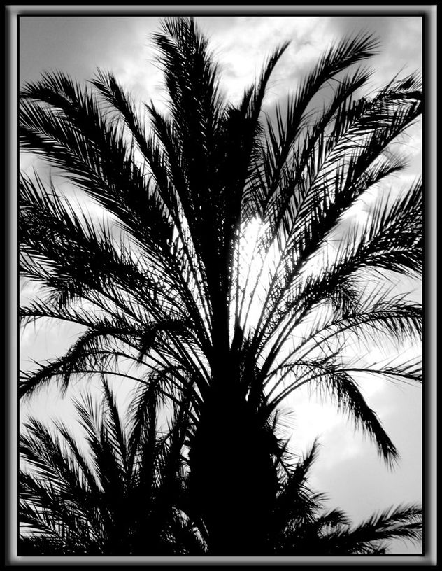 La siempre bella palmera