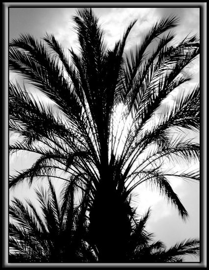 La siempre bella palmera Naturaleza Blanco y Negro (Digital)