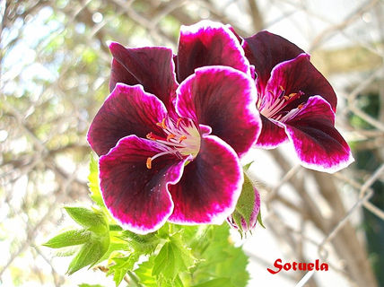 Geranio flor macro