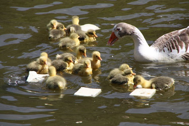 Familia 