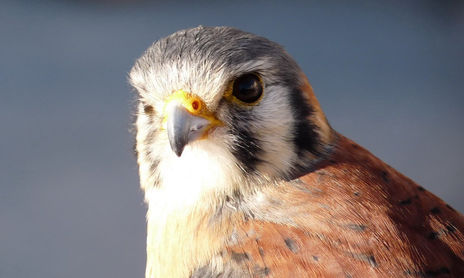 Aves