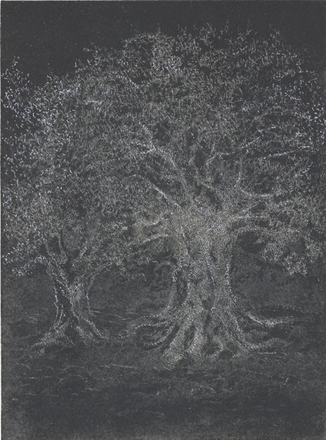 Olivos V - 2010