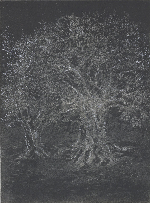 Olivos V - 2010