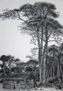Aguafuerte: Grabados - Gravures – engravings – aufnimmt - filmato
