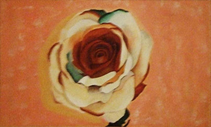 Rosa multicolor
