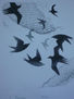 "aves y redes"